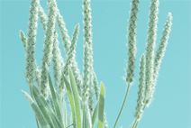 免费轰炸电话软件